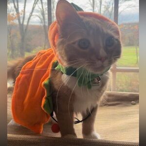Pumpkin Costume for Pets - Orange and Green